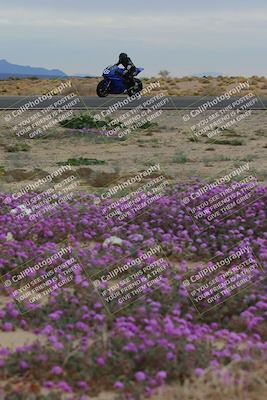media/Jan-14-2023-SoCal Trackdays (Sat) [[497694156f]]/Turn 14 Exit Bloomig (145pm)/
